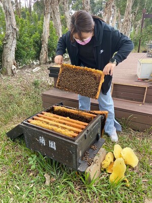 蘭園養蜂場-整理蜂巢