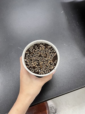種子盆栽成品