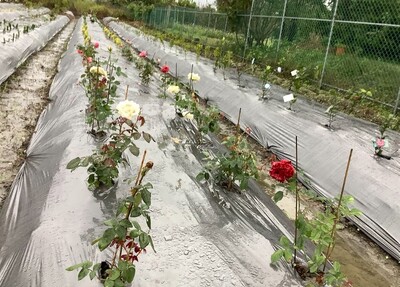 NaNa農園-種植玫瑰花