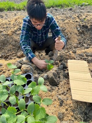 種植菜苗