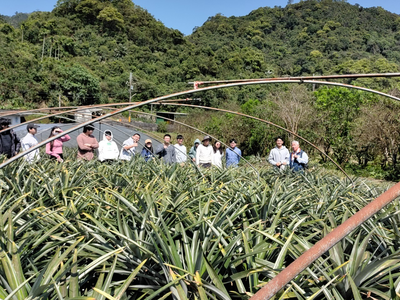 老闆帶領解說鳳梨知識