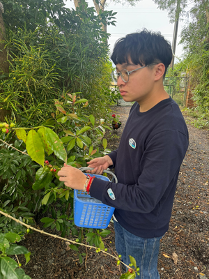 富貴田莊組-採咖啡豆
