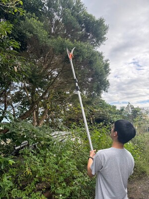 富貴田莊組-鋸下澳洲茶樹的樹枝
